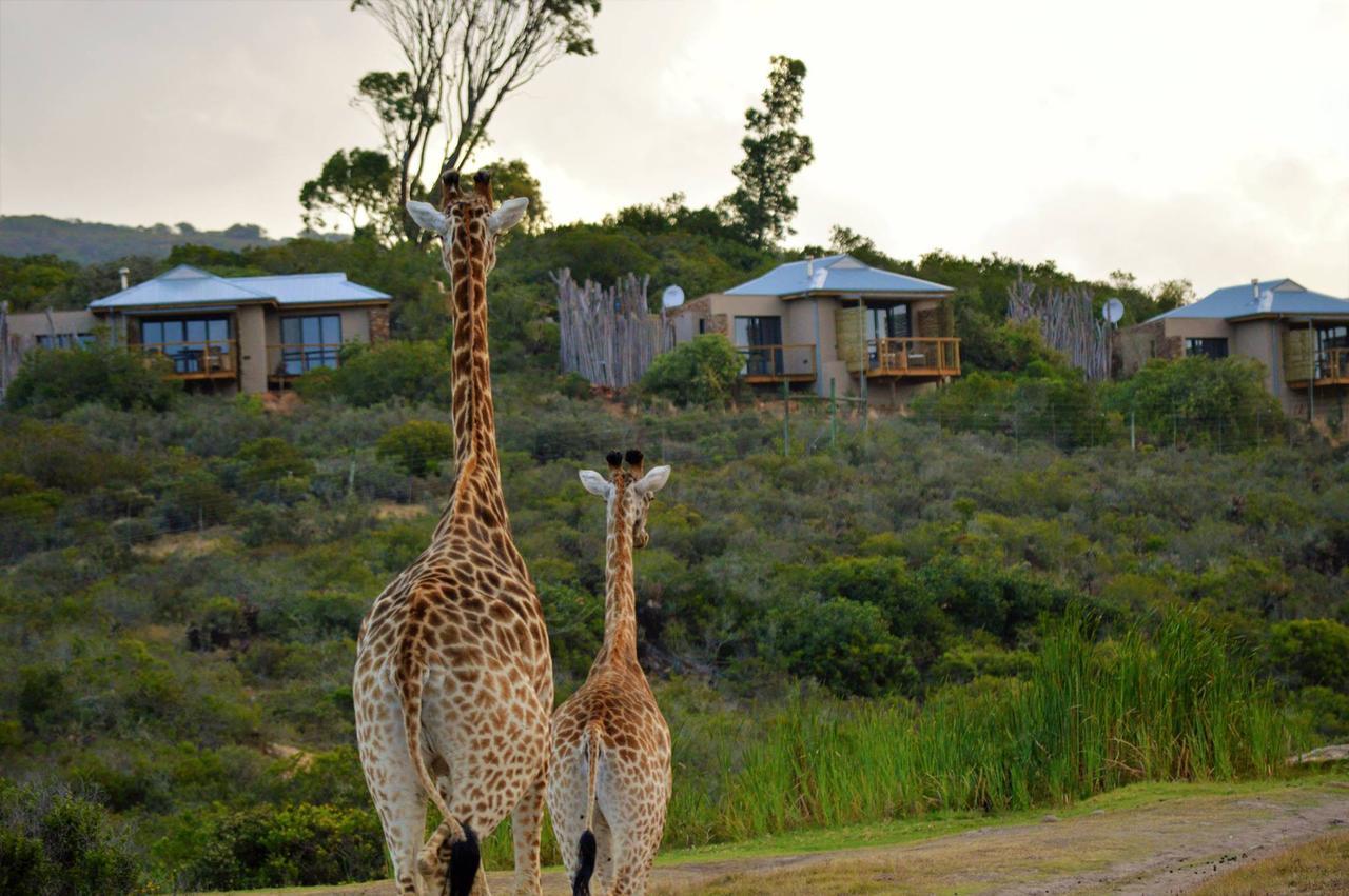 Garden Route Game Lodge Albertinia Exterior photo